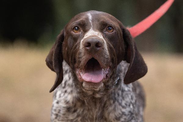 Igor Splendido Giovane Bracco Tedesco Cerca Famiglia  Foto 7